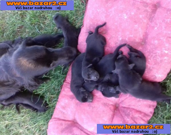 Flat Coated Retriever - nabízíme štěňata s PP