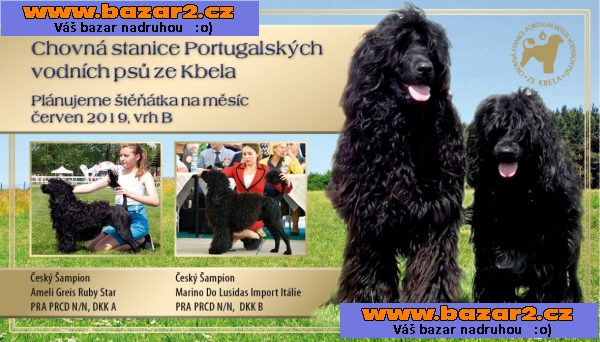Portugalský vodní pes