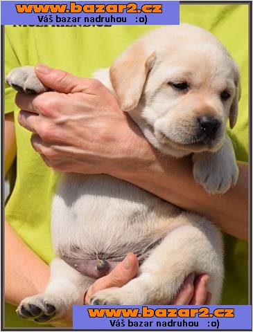 Štěňátka labradorů