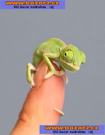CHAMELEON JEMENSKY-Miminka