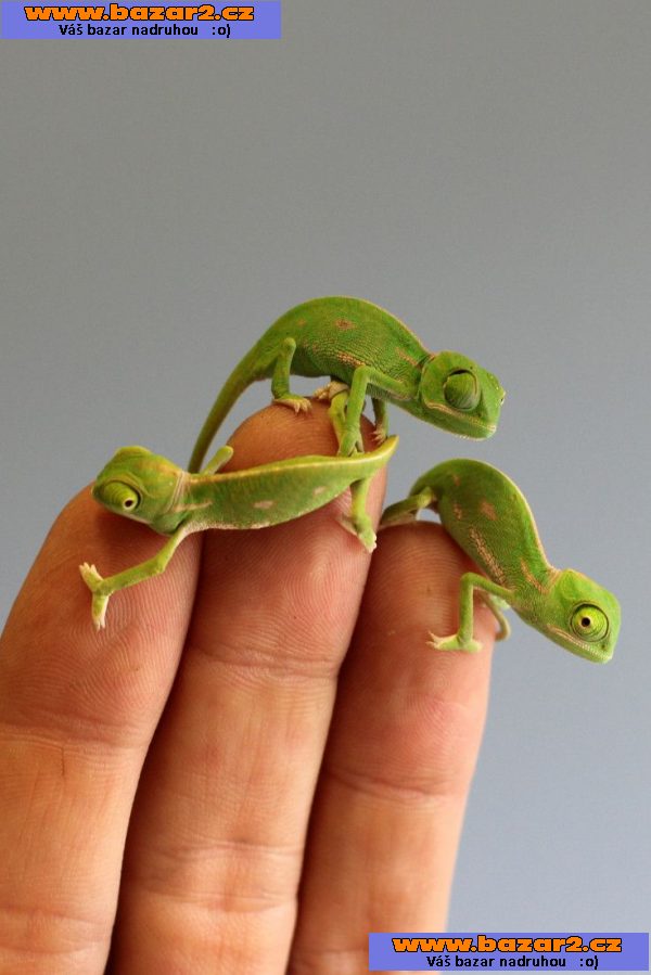 CHAMELEON JEMENSKY-Miminka