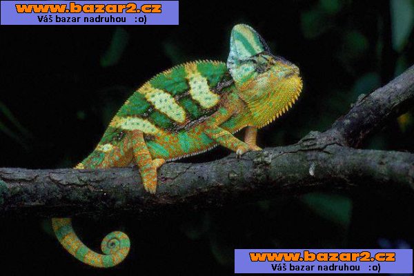 CHAMELEON JEMENSKY-Miminka