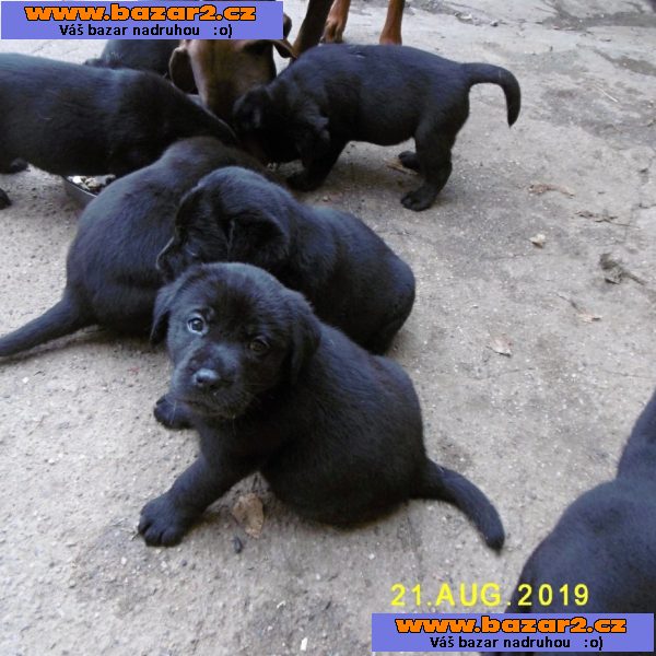 Labrador retriever - černá štěňata