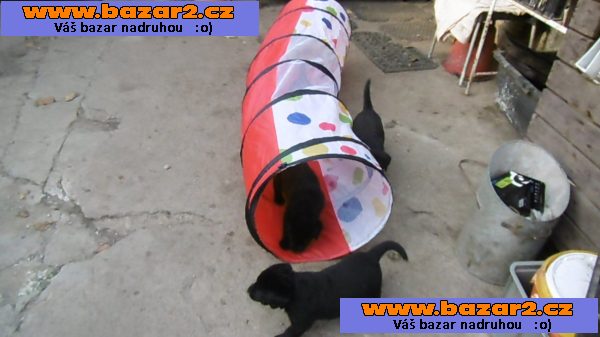 Labrador retriever - černá štěňata