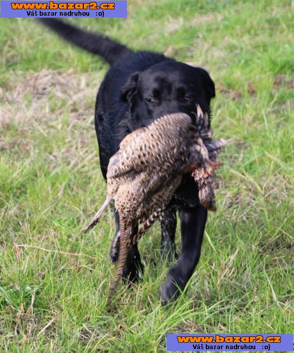 Labrador retriever - černá štěňata