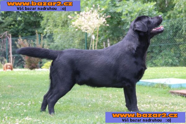 Labrador retriever - černá štěňata