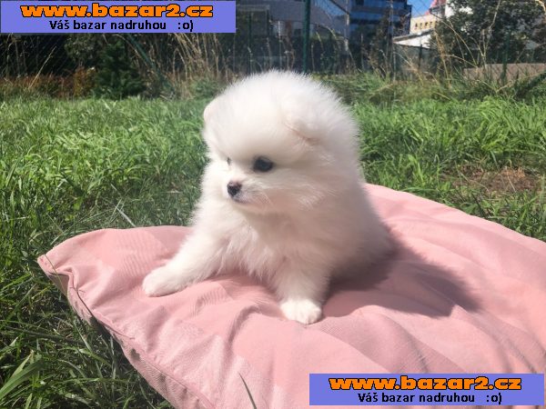Štěňata pomeraniana