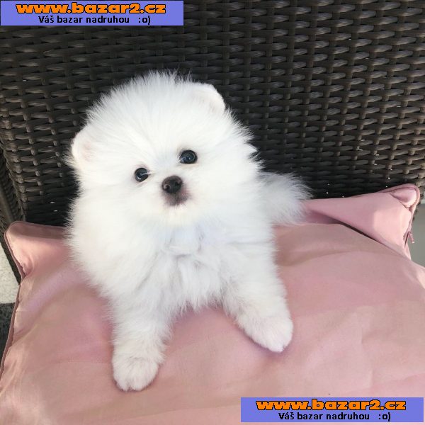 Štěňata pomeraniana
