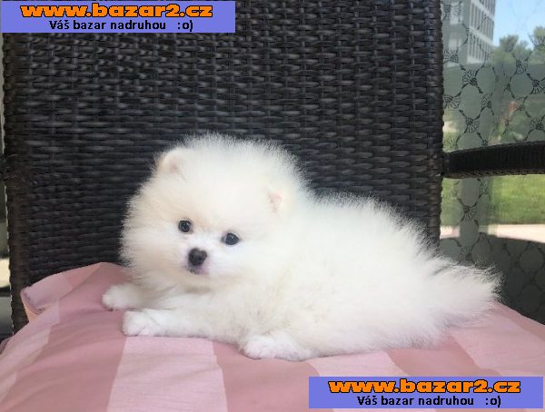 Štěňata pomeraniana
