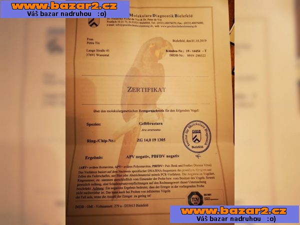Prodám Ara Ararauna 6 let-3, inzerce-cz.cz Prodám Ara Ararauna 6 let