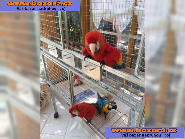 Prodám Ara Ararauna 6 let-4, inzerce-cz.cz Prodám Ara Ararauna 6 let