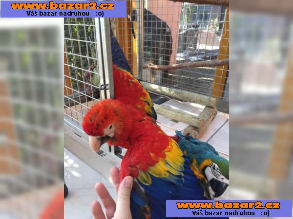 Prodám Ara Ararauna 6 let-5, inzerce-cz.cz Prodám Ara Ararauna 6 let