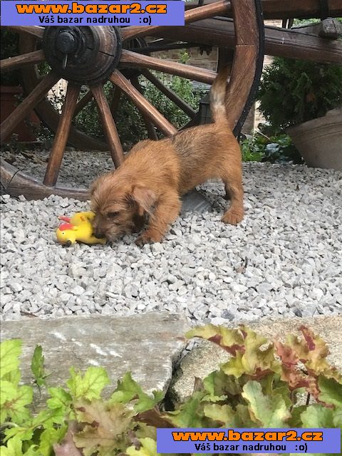Norfolk Terrier