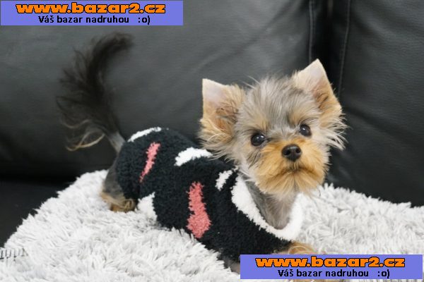 Fenečka Yorkshire Terrier Mini s PP