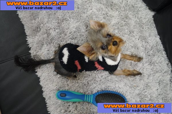 Fenečka Yorkshire Terrier Mini s PP