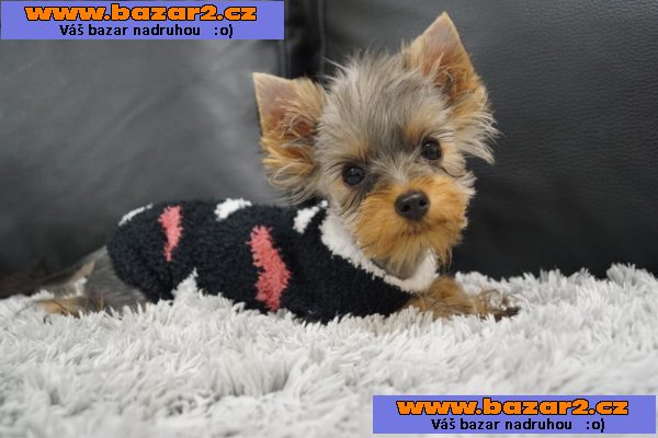 Fenečka Yorkshire Terrier Mini s PP