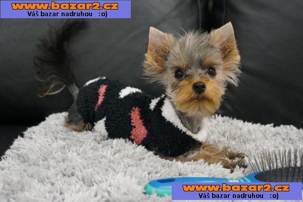 Fenečka Yorkshire Terrier Mini s PP