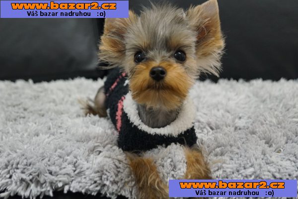 Fenečka Yorkshire Terrier Mini s PP