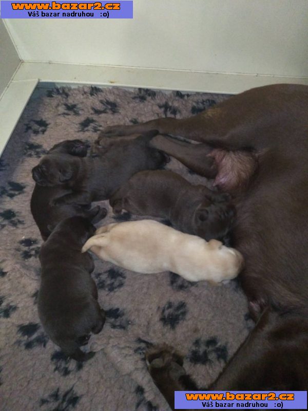 Labradorský retrívr - štěňátka