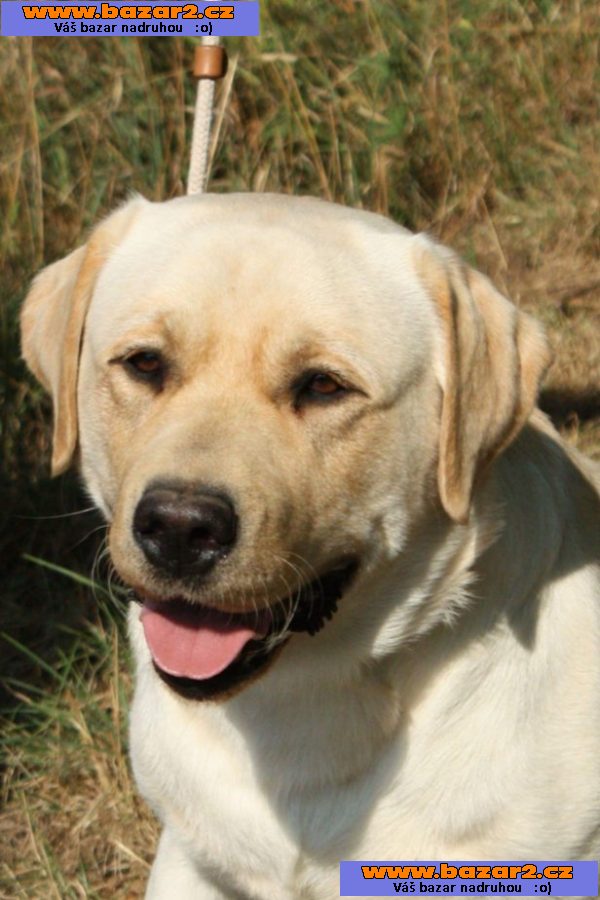 Labradorský retriever s PP