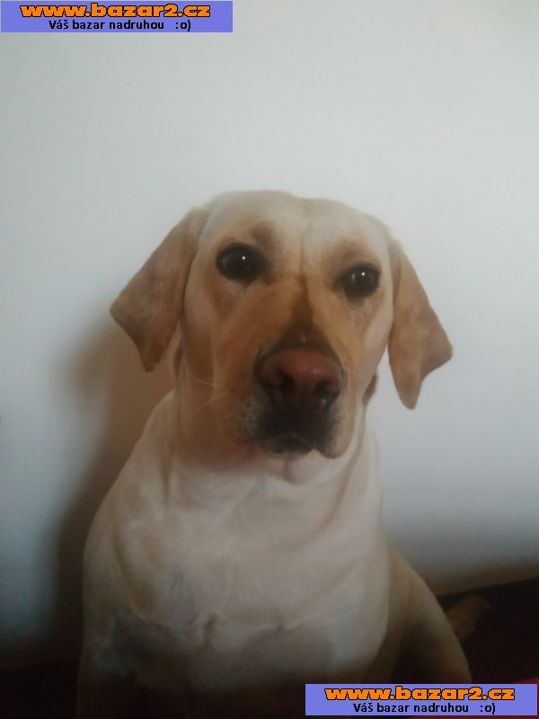 Labradorský retriever s PP