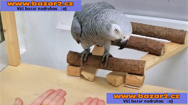 Prodám Žako Kongo-3, inzerce-cz.cz Prodám Žako Kongo