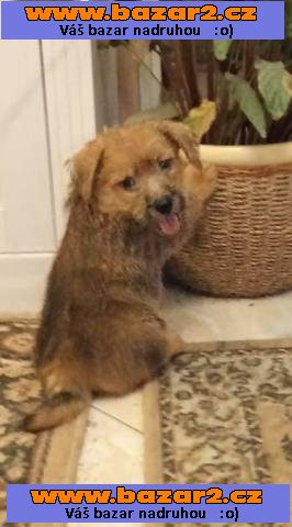 Norfolk Terrier