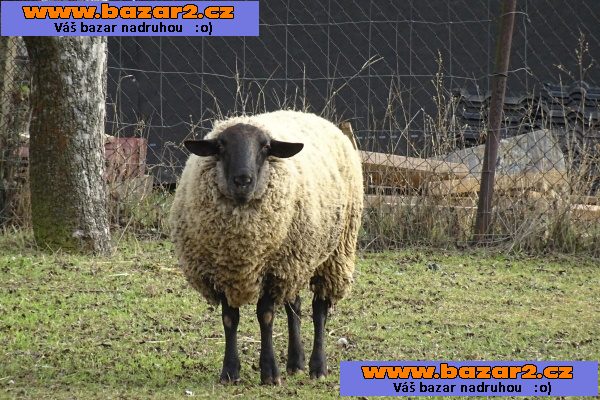 Ovčí stádečko na prodej