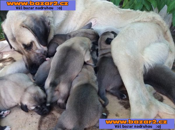 Kangal - Anatolský pastevecký pes