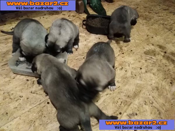 Kangal - Anatolský pastevecký pes