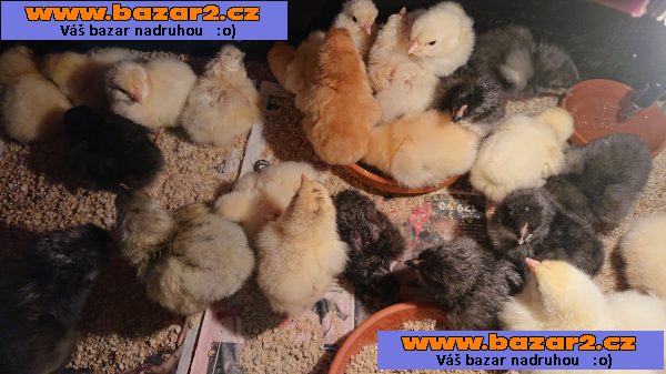 prodám kuřátka