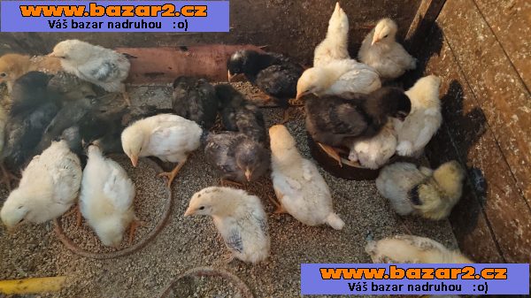 PRODÁM KUŘATA