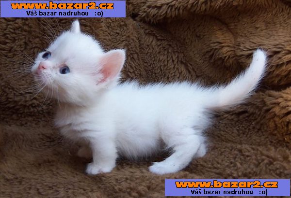 Munchkin koťata na prodej