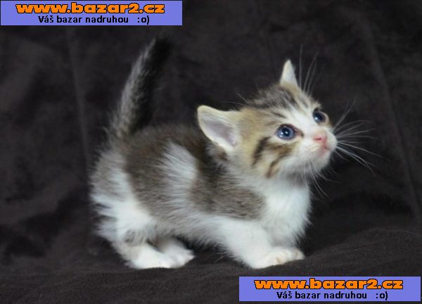 Munchkin koťata na prodej