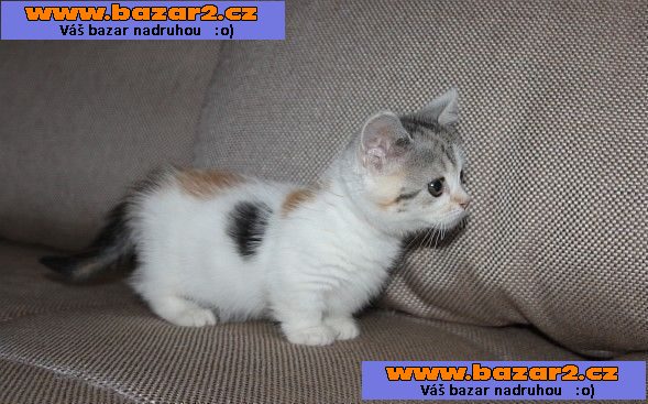 Munchkin koťata na prodej