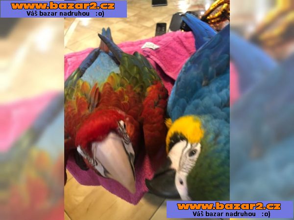 Ara Ararauna, 6 let.-3, inzerce-cz.cz Ara Ararauna, 6 let.
