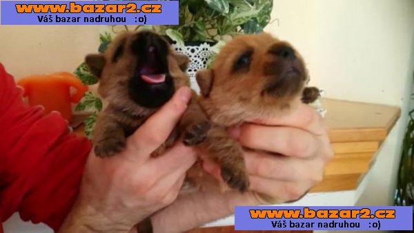 Norfolk Terrier