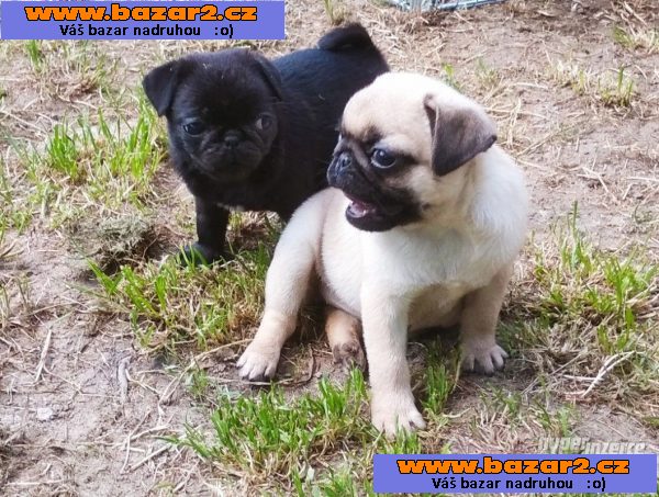 Mops štěňata s PP-