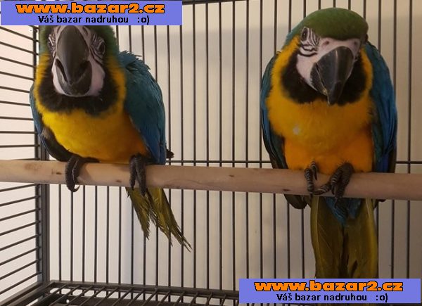 DNA papíry 2letý samec Blue & Gold Macaw