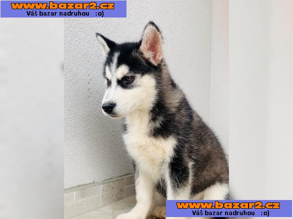Sibiřské Husky štěně s modrýma očima