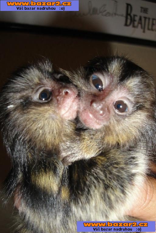 Krásné opice Marmoset na prodej