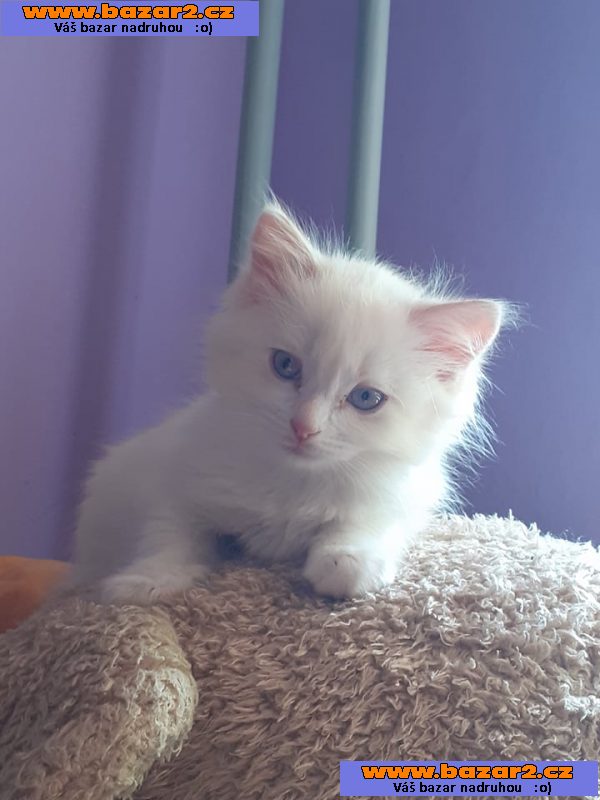 RAGDOLL  kocourek bez PP
