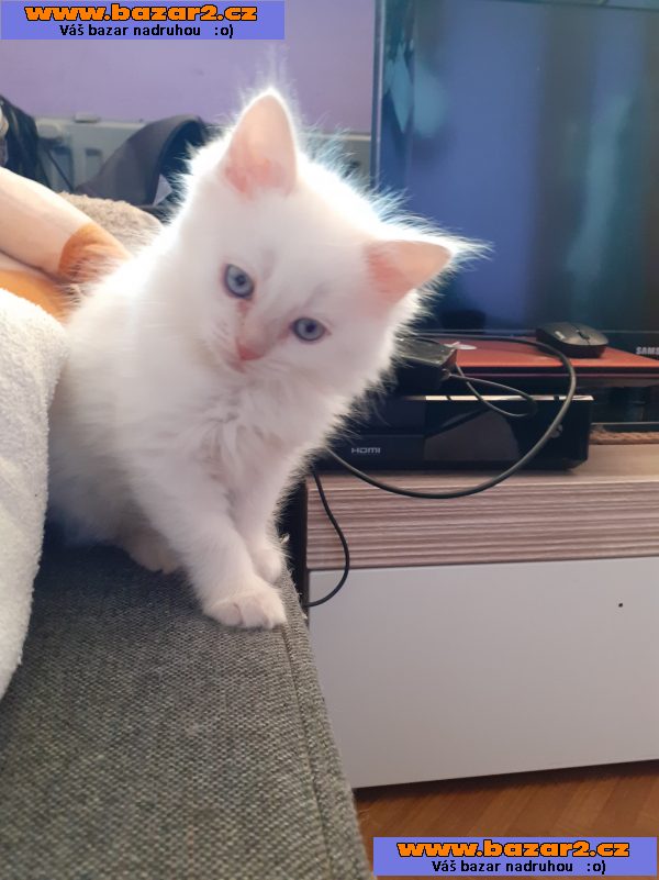 RAGDOLL  kocourek bez PP