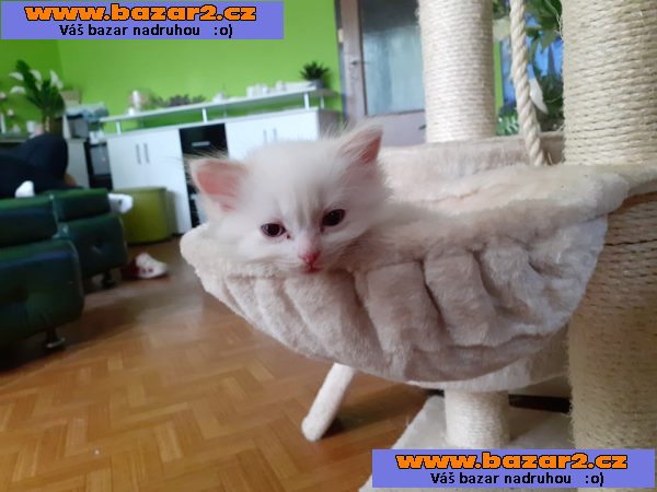 RAGDOLL  kocourek bez PP
