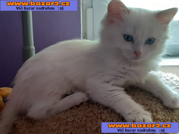 RAGDOLL  kocourek bez PP