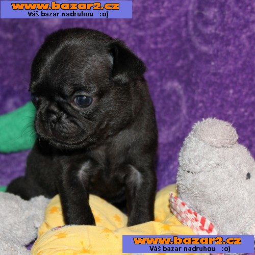 Registrovaná štěňata Mops
