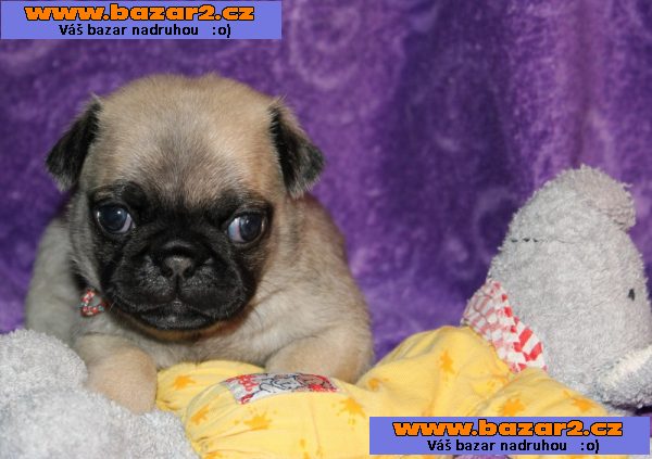 Registrovaná štěňata Mops