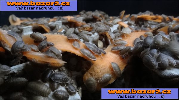 Šváb argentinský  Blaptica dubia