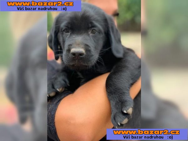 Labrador - krásná štěňátka BÍLÝ a ČERNÁ s PP