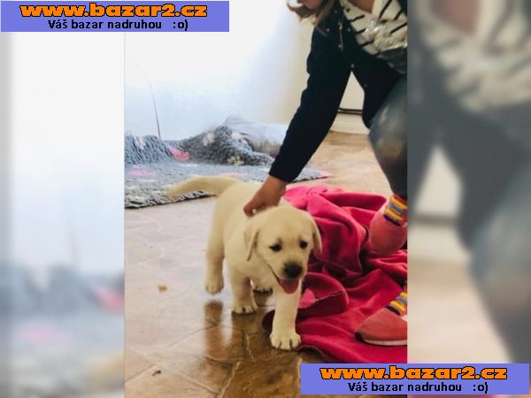 Labrador - krásná štěňátka BÍLÝ a ČERNÁ s PP